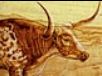 domestic & longhorns